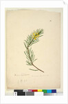 Page 26. Persoonia linearis, c.1803-06 by John William Lewin