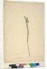 Page 28. Epacris sparsa, c.1803-06 by John William Lewin