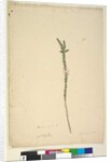 Page 28. Epacris sparsa, c.1803-06 by John William Lewin