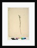 Page 28. Epacris sparsa, c.1803-06 by John William Lewin