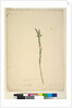 Page 28. Epacris sparsa, c.1803-06 by John William Lewin