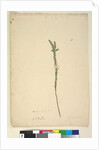 Page 28. Epacris sparsa, c.1803-06 by John William Lewin