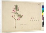 Page 32. Styphelia tubiflora, c.1803-06 by John William Lewin