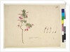 Page 32. Styphelia tubiflora, c.1803-06 by John William Lewin