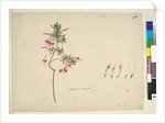 Page 32. Styphelia tubiflora, c.1803-06 by John William Lewin