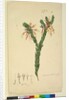 Page 33. Styphelia triflora, c.1803-06 by John William Lewin