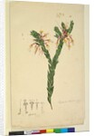 Page 33. Styphelia triflora, c.1803-06 by John William Lewin