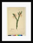 Page 33. Styphelia triflora, c.1803-06 by John William Lewin