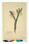 Page 33. Styphelia triflora, c.1803-06 by John William Lewin