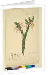Page 33. Styphelia triflora, c.1803-06 by John William Lewin