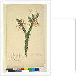 Page 33. Styphelia triflora, c.1803-06 by John William Lewin