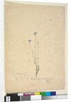 Page 37. Wahlenbergia gracilis, c.1803-06 by John William Lewin