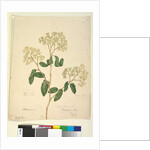 Page 41. Pomaderris lanigera, c.1803-06 by John William Lewin