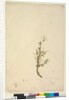 Page 42. Bursaria spinosa, c.1803-06 by John William Lewin