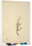 Page 42. Bursaria spinosa, c.1803-06 by John William Lewin