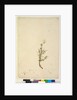 Page 42. Bursaria spinosa, c.1803-06 by John William Lewin