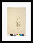 Page 42. Bursaria spinosa, c.1803-06 by John William Lewin