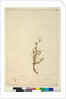 Page 42. Bursaria spinosa, c.1803-06 by John William Lewin