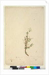 Page 42. Bursaria spinosa, c.1803-06 by John William Lewin