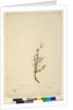 Page 42. Bursaria spinosa, c.1803-06 by John William Lewin