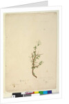 Page 42. Bursaria spinosa, c.1803-06 by John William Lewin