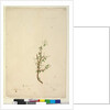 Page 42. Bursaria spinosa, c.1803-06 by John William Lewin