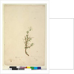 Page 42. Bursaria spinosa, c.1803-06 by John William Lewin