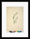 Goodenia laevigata, c.1803-06, Page 46. by John William Lewin
