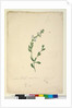 Goodenia laevigata, c.1803-06, Page 46. by John William Lewin
