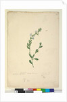 Goodenia laevigata, c.1803-06, Page 46. by John William Lewin