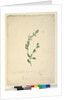 Goodenia laevigata, c.1803-06, Page 46. by John William Lewin