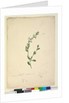 Goodenia laevigata, c.1803-06, Page 46. by John William Lewin