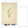 Goodenia laevigata, c.1803-06, Page 46. by John William Lewin