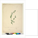 Goodenia laevigata, c.1803-06, Page 46. by John William Lewin