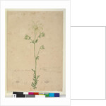 Page 48. Actinotus Helianthi, c.1803-06 by John William Lewin