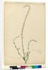 Page 51. Stackhousia, c.1803-06 by John William Lewin