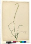 Page 51. Stackhousia, c.1803-06 by John William Lewin