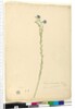 Page 52. Linum marginale, c.1803-06 by John William Lewin