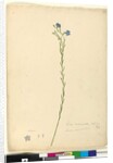 Page 52. Linum marginale, c.1803-06 by John William Lewin