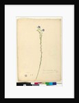 Page 52. Linum marginale, c.1803-06 by John William Lewin