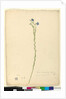 Page 52. Linum marginale, c.1803-06 by John William Lewin
