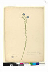 Page 52. Linum marginale, c.1803-06 by John William Lewin
