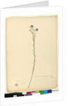 Page 52. Linum marginale, c.1803-06 by John William Lewin