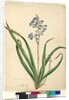 Page 57. Dianella caerulea, c.1803-06 by John William Lewin