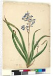Page 57. Dianella caerulea, c.1803-06 by John William Lewin