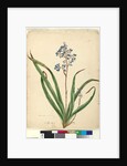Page 57. Dianella caerulea, c.1803-06 by John William Lewin