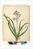 Page 57. Dianella caerulea, c.1803-06 by John William Lewin