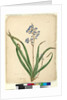 Page 57. Dianella caerulea, c.1803-06 by John William Lewin