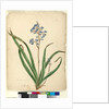 Page 57. Dianella caerulea, c.1803-06 by John William Lewin