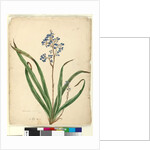 Page 57. Dianella caerulea, c.1803-06 by John William Lewin